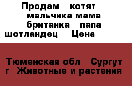 Продам 2 котят! 2 мальчика мама британка...папа шотландец) › Цена ­ 2 000 - Тюменская обл., Сургут г. Животные и растения » Кошки   . Тюменская обл.